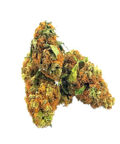 buy amnesia haze strain online, amnesia haze auto grow, amnesia haze auto grow journal, Amnesia Haze for sale, Amnesia Haze for sale on craigslists, amnesia haze grow journal, amnesia haze marijuana-seeds, Amnesia Haze products for sale, amnesia haze review, best online store to purchase Amnesia Haze, buy Amnesia Haze in all 50 states, buy Amnesia Haze in canada, buy Amnesia Haze in texas, Buy Amnesia Haze Online, buy Amnesia Haze out door grow, buy Amnesia Haze relaible plug, buy Amnesia Haze weed online uk, buy Amnesia Haze without a medical card, buy illegal Amnesia Haze online, buy medical Amnesia Haze online california, buy moon rock adelaide, buy moon rock online canada, buy painkiller, Buy quality Amnesia Haze for cheap, craigslist weed for sale, descreet Amnesia Haze delivery, growing amnesia haze, high times weed for sale, how to grow amnesia haze indoors, i want to buy Amnesia Haze, k2 weed for sale, legal weed for sale Cheap, Legal Weed For Sale Online, legal weed for sale UK, legit amnesia haze online, most relaible site to buy Amnesia Haze online, online store Amnesia Haze, reliable amnesia haze, soma amnesia haze flowering time, synthetic Amnesia Haze for sale, weed buds for sale Online, weed buds for sale UK, weed for sale, weed for sale AU, weed for sale online real weed for sale, weed online for sale, what is snoop dogg's favorite strain, what makes a haze strain, where is the most secured site to buy Amnesia Haze online, where to buy Amnesia Haze in sydney